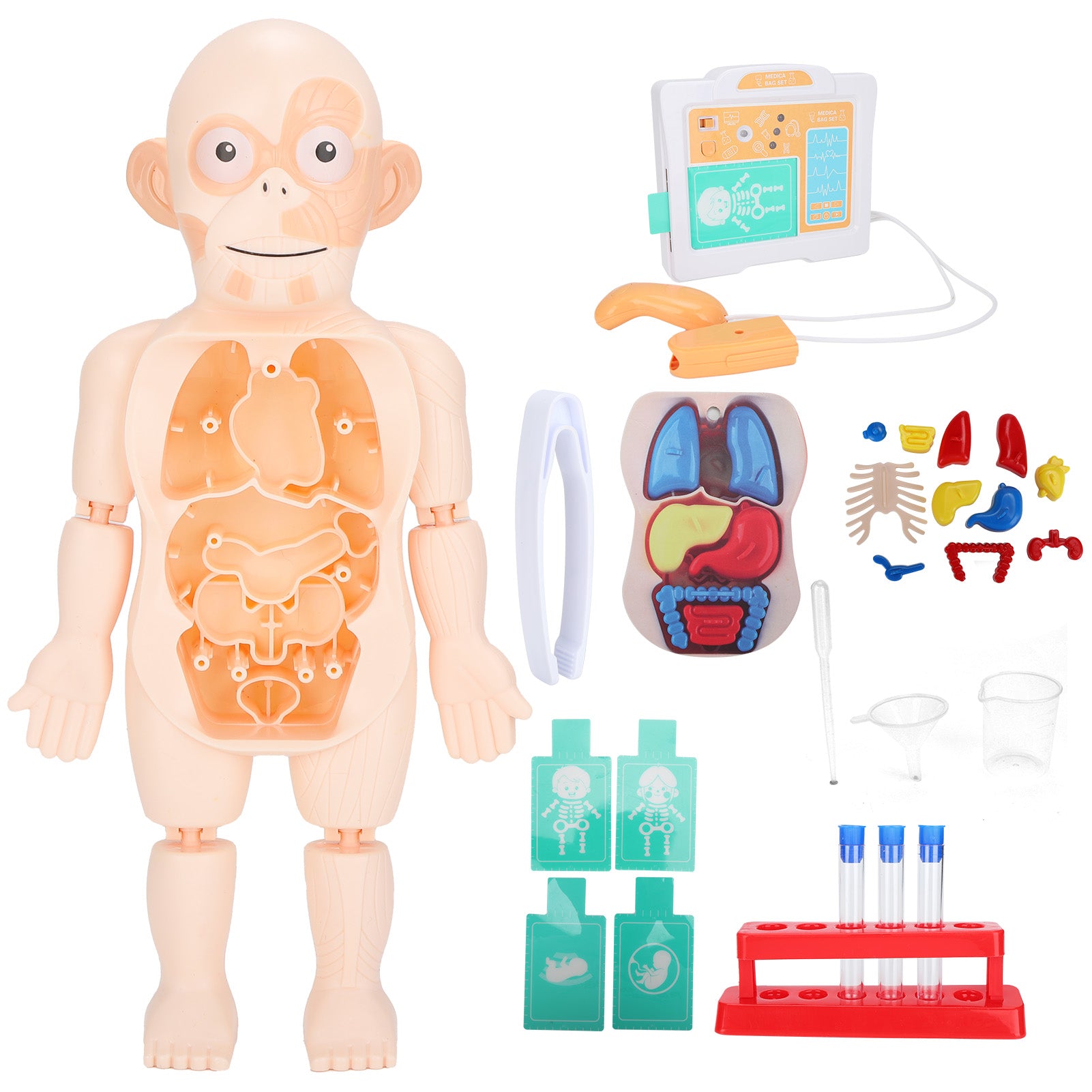 Child Organ Model Set Removable Human Torso Model Toy Set for Kids Educational Gifts